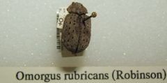 Omorgus rubricans female sjh by No machine-readable author provided. Kugamazog~commonswiki assumed (based on copyright claims).. Used under a CC BY-SA 2.5 license.