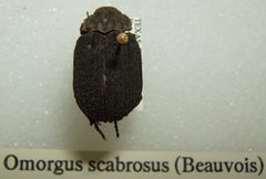Omorgus scabrosus sjh by No machine-readable author provided. Kugamazog~commonswiki assumed (based on copyright claims).. Used under a CC BY-SA 2.5 license.