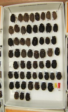 Omorgus scabrosus variation sjh by No machine-readable author provided. Kugamazog~commonswiki assumed (based on copyright claims).. Used under a CC BY-SA 2.5 license.