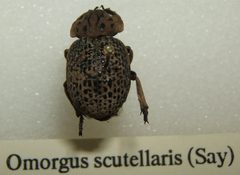 Omorgus scutellaris sjh by No machine-readable author provided. Kugamazog~commonswiki assumed (based on copyright claims).. Used under a CC BY-SA 2.5 license.