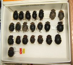 Omorgus scutellaris variation sjh by No machine-readable author provided. Kugamazog~commonswiki assumed (based on copyright claims).. Used under a CC BY-SA 2.5 license.