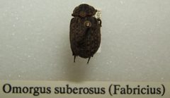 Omorgus suberosus sjh by No machine-readable author provided. Kugamazog~commonswiki assumed (based on copyright claims).. Used under a CC BY-SA 2.5 license.