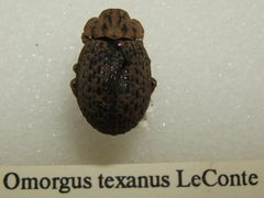 Omorgus texanus sjh by No machine-readable author provided. Kugamazog~commonswiki assumed (based on copyright claims).. Used under a CC BY-SA 2.5 license.
