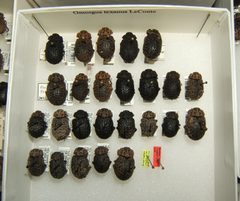 Omorgus texanus variation sjh by No machine-readable author provided. Kugamazog~commonswiki assumed (based on copyright claims).. Used under a CC BY-SA 2.5 license.