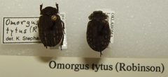 Omorgus tytus sjh by No machine-readable author provided. Kugamazog~commonswiki assumed (based on copyright claims).. Used under a CC BY-SA 2.5 license.