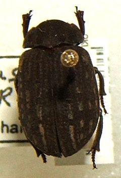 Omorgus tytus sjh.cropped by Shawn Hanrahan. Used under a CC BY-SA 2.5 license.