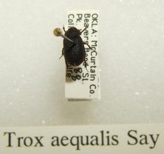 Trox aequalis sjh by No machine-readable author provided. Kugamazog~commonswiki assumed (based on copyright claims).. Used under a CC BY-SA 2.5 license.