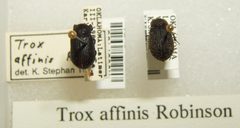 Trox affinis sjh by No machine-readable author provided. Kugamazog~commonswiki assumed (based on copyright claims).. Used under a CC BY-SA 2.5 license.