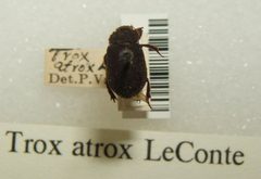 Trox atrox sjh by No machine-readable author provided. Kugamazog~commonswiki assumed (based on copyright claims).. Used under a CC BY-SA 2.5 license.