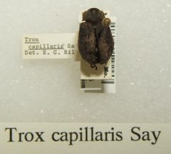 Trox capillaris sjh by No machine-readable author provided. Kugamazog~commonswiki assumed (based on copyright claims).. Used under a CC BY-SA 2.5 license.