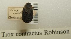 Trox contractus sjh by No machine-readable author provided. Kugamazog~commonswiki assumed (based on copyright claims).. Used under a CC BY-SA 2.5 license.