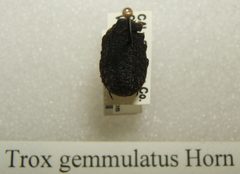 Trox gemmulatus sjh by No machine-readable author provided. Kugamazog~commonswiki assumed (based on copyright claims).. Used under a CC BY-SA 2.5 license.