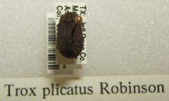 Trox plicatus sjh by Shawn Hanrahan. Used under a CC BY-SA 2.5 license.