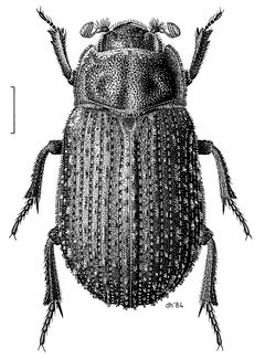 COLE Trogossitidae Trox scaber by Desmond W. Helmore
. Used under a CC BY 4.0 license.