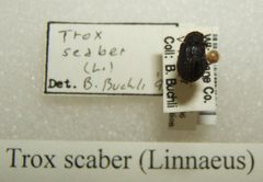 Trox scaber sjh by No machine-readable author provided. Kugamazog~commonswiki assumed (based on copyright claims).. Used under a CC BY-SA 2.5 license.