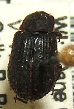 Trox scaber sjh.cropped by Shawn Hanrahan. Used under a CC BY-SA 2.5 license.