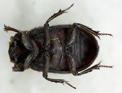 Trox scaber underside by Siga. Used under a CC BY-SA 3.0 license.