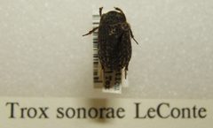 Trox sonorae sjh by No machine-readable author provided. Kugamazog~commonswiki assumed (based on copyright claims).. Used under a CC BY-SA 2.5 license.