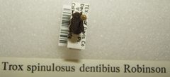 Trox spinulosus dentibius sjh by No machine-readable author provided. Kugamazog~commonswiki assumed (based on copyright claims).. Used under a CC BY-SA 2.5 license.