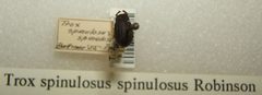 Trox spinulosus spinulosus sjh by No machine-readable author provided. Kugamazog~commonswiki assumed (based on copyright claims).. Used under a CC BY-SA 2.5 license.