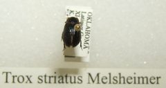Trox striatus sjh by No machine-readable author provided. Kugamazog~commonswiki assumed (based on copyright claims).. Used under a CC BY-SA 2.5 license.