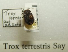 Trox terrestris sjh by No machine-readable author provided. Kugamazog~commonswiki assumed (based on copyright claims).. Used under a CC BY-SA 2.5 license.