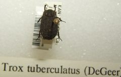 Trox tuberculatus sjh by No machine-readable author provided. Kugamazog~commonswiki assumed (based on copyright claims).. Used under a CC BY-SA 2.5 license.