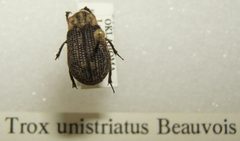 Trox unistriatus sjh by No machine-readable author provided. Kugamazog~commonswiki assumed (based on copyright claims).. Used under a CC BY-SA 2.5 license.