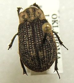Trox unistriatus sjh.cropped by Shawn Hanrahan. Used under a CC BY-SA 2.5 license.
