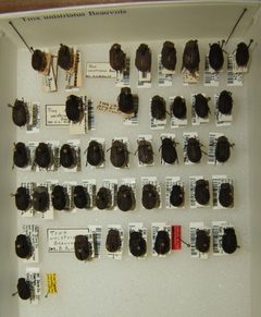 Trox unistriatus variation sjh by No machine-readable author provided. Kugamazog~commonswiki assumed (based on copyright claims).. Used under a CC BY-SA 2.5 license.