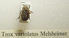 Trox variolatus sjh by No machine-readable author provided. Kugamazog~commonswiki assumed (based on copyright claims).. Used under a CC BY-SA 2.5 license.