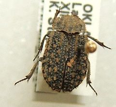 Trox variolatus sjh.cropped by No machine-readable author provided. Sarefo assumed (based on copyright claims).. Used under a CC BY-SA 2.5 license.