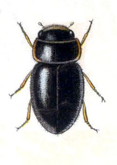 Clambus armadillo by Edmund Reitter
. Used under a Public domain license.