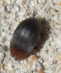 Eucinetus haemorrhoidalis P1020019a by 
xpda. Used under a CC BY-SA 4.0 license.