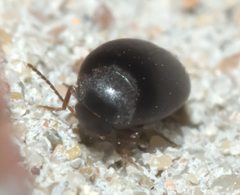 Eucinetus haemorrhoidalis P1020020a by 
xpda. Used under a CC BY-SA 4.0 license.