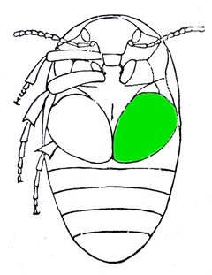 Eucinetus haemorrhoidalis Reitter by Edmund Reitter Fauna Germanica II Band Stuttgart 1909. Used under a Public domain license.