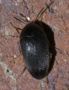 Eucinetus morio P1630431a by 
xpda. Used under a CC BY-SA 4.0 license.