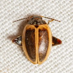 Ora discoidea adult by Jgw-atx. Used under a CC BY 4.0 license.
