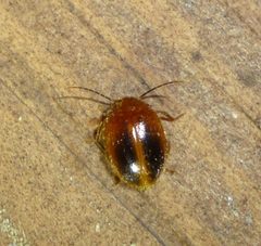 Prionocyphon limbatus by Even Dankowicz. Used under a CC BY 4.0 license.