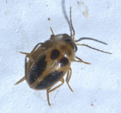 Sacodes pulchella P1600050a by 
xpda. Used under a CC BY-SA 4.0 license.