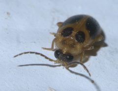 Sacodes pulchella P1600053a by 
xpda. Used under a CC BY-SA 4.0 license.
