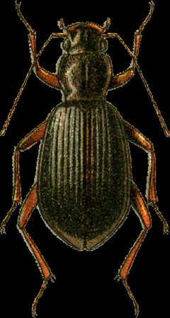Lyrosoma opacum Jacobson by Georgiy Jacobson. Used under a Public domain license.