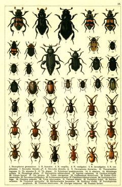 Georgiy Jacobson - Beetles Russia and Western Europe - plate 16 by see in description. Used under a Public domain license.