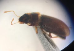 Hydraena marginicollis UMFS 1 by Fredlyfish4. Used under a CC BY-SA 4.0 license.
