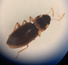 Hydraena marginicollis UMFS 2 by Fredlyfish4. Used under a CC BY-SA 4.0 license.