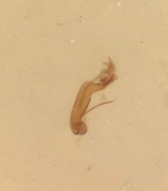 Hydraena marginicollis UMFS 3 by Fredlyfish4. Used under a CC BY-SA 4.0 license.