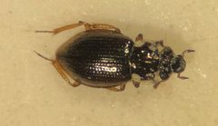 Gymnochthebius fossatus by Matthew Pintar. Used under a CC BY 4.0 license.