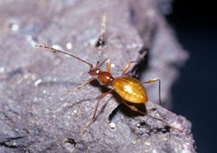 Glacicavicola bathysciodes by Unknown authorUnknown author. Used under a CC0 license.