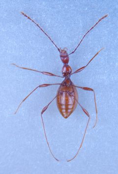 Glacicavicola bathyscioidesVentral by Attelabus. Used under a CC BY-SA 4.0 license.