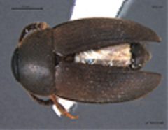 Catops paramericanus dorsal view by Dominique M. Collet. Used under a CC0 license.
